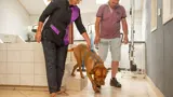 Hond gewassen in de trimsalon.