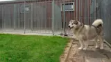 Hond in het buitenverblijf.