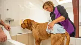 Hond gewassen in de trimsalon.