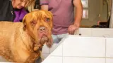 Hond in de trimsalon.
