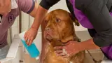 Hond word gewassen.