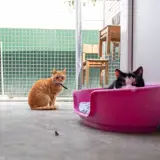 Twee katten in een verblijf.