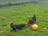 Twee spelende honden.