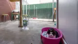 Kattenverblijf.